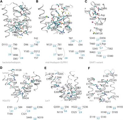 Proton-Binding Motifs of Membrane-Bound Proteins: From Bacteriorhodopsin to Spike Protein S